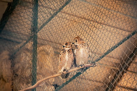 Two Brown Owls thumbnail