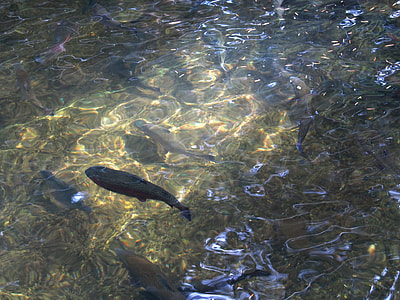 school of fishes under water thumbnail