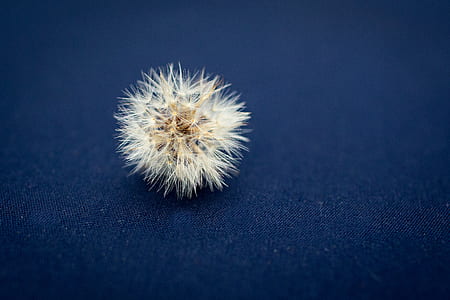 close up photo of white dandelion thumbnail