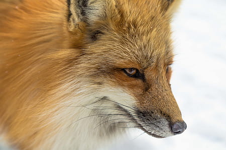 close up photo of brown fox thumbnail
