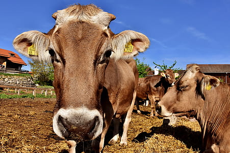 brown cows on farmland thumbnail