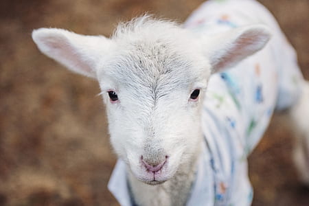 field, animal, countryside, cute thumbnail