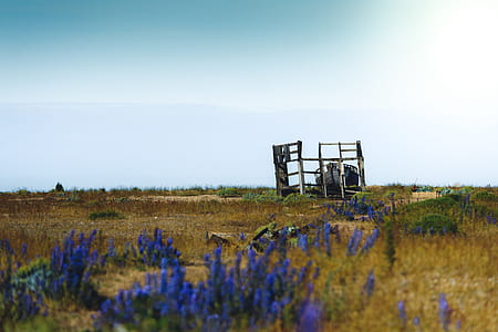 blue flowers near green grass thumbnail