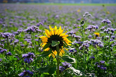 sunflower photo thumbnail