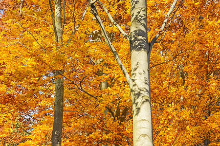 Trees in Autumn thumbnail