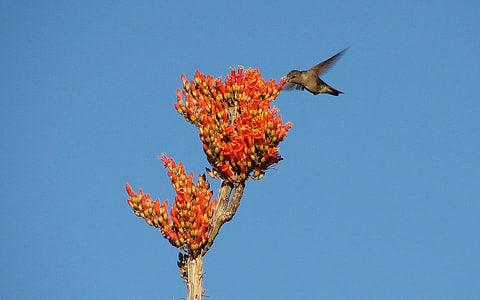 brown hummingbird flying beside red cluster flowers closeup photography thumbnail