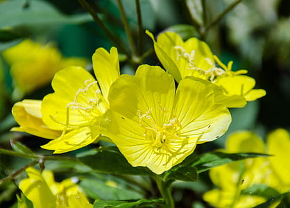 selective focus photography of yellow petaled flower thumbnail