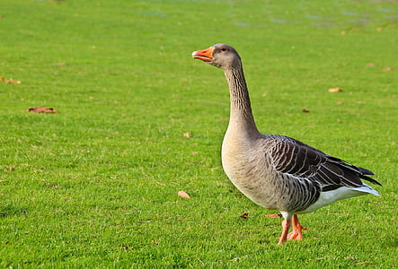 gray goose standing on grass thumbnail