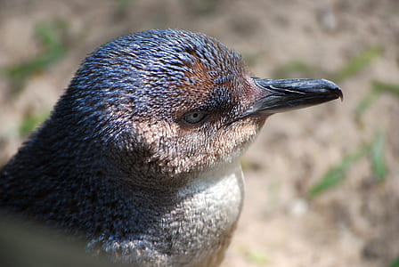 close-up photo of brown bird thumbnail