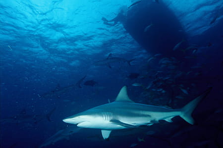 Shark in Ocean thumbnail