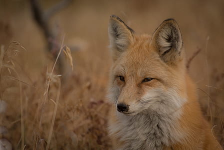 white and orange fox thumbnail