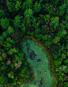 aerial photography forest thumbnail