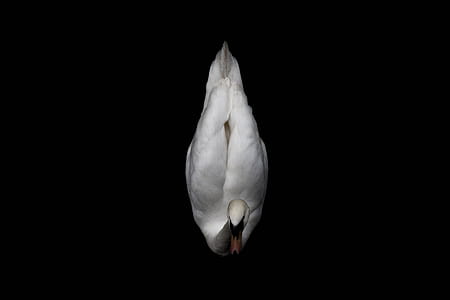 black background with white dove thumbnail