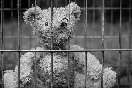 gray bear plush toy in cage thumbnail