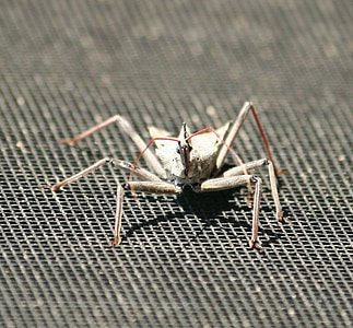 gray wheel bug on gray surface thumbnail