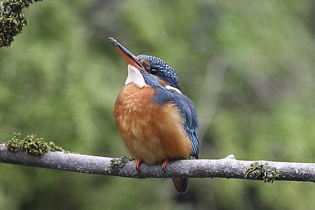 brown and blue bird thumbnail