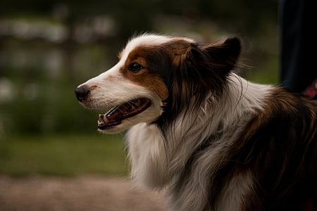 adult tan and white rough collie photography thumbnail
