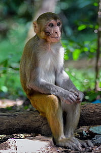 brown monkey sitting on tree branch thumbnail