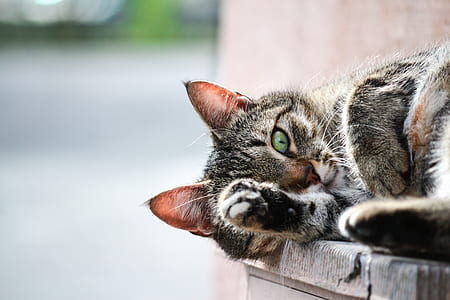 shallow focus photography of gray cat thumbnail