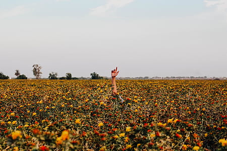 person raising right arm in red and yellow flower field during daytime thumbnail