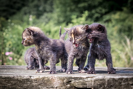 four black kittens on gray surface thumbnail