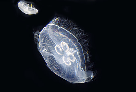 two white Jellyfish thumbnail