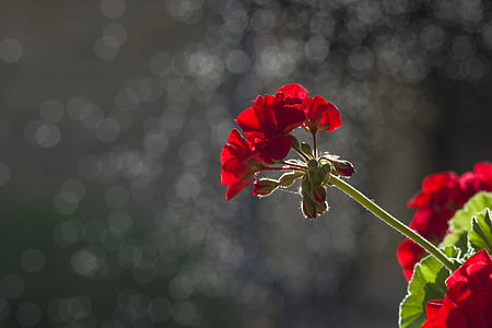 selective focus photography of red geranium flowers thumbnail
