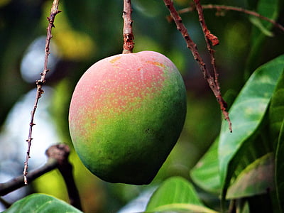 shallow focus photography of green fruit thumbnail