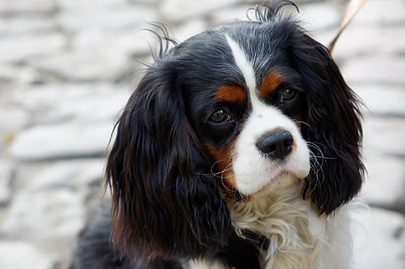 selective focus photography of King Charles Cavaliers Spaniel thumbnail
