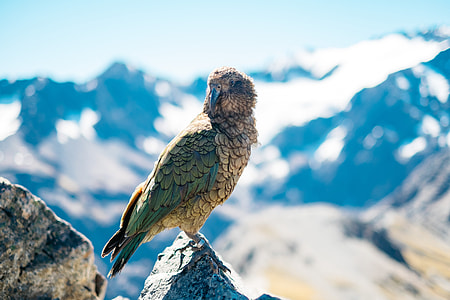closeup photography of gray bird thumbnail