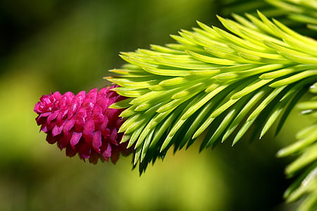 red pine flower closeup photography thumbnail