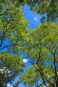 low angle photo of green leafed trees thumbnail
