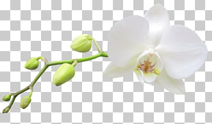 Moth orchids White Haiku: An Anthology of Japanese Poems , Large Transparent White Orchid , white orchid PNG clipart