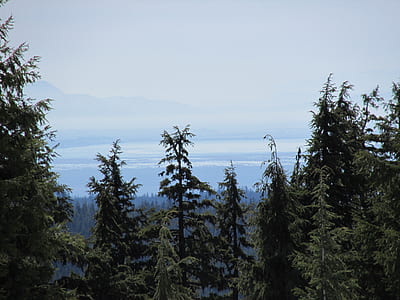 green trees under white sky thumbnail
