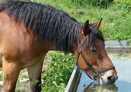 brown horse sipping water thumbnail