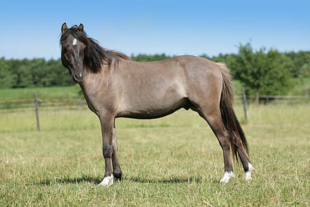 brown horse standing on green grass thumbnail