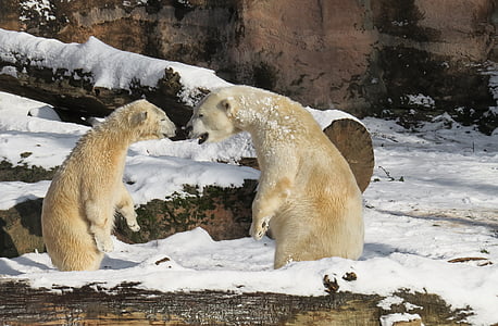 two white bears thumbnail