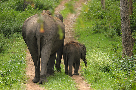two elephants on dirt path thumbnail
