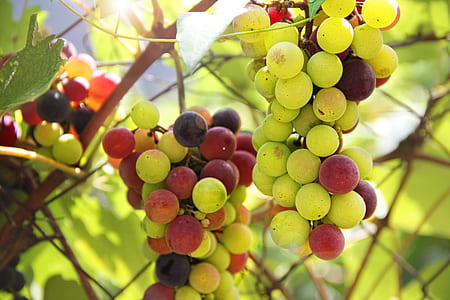 close-up of bunch of grapes thumbnail
