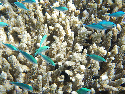 blue school of fish thumbnail