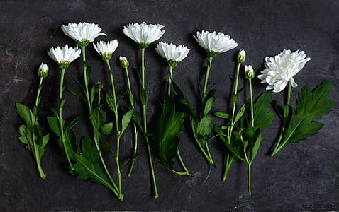 white flowers with green stems thumbnail