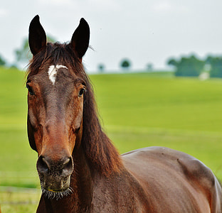 photo of brown horse during daytime thumbnail