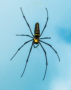 Black and Yellow Spider thumbnail