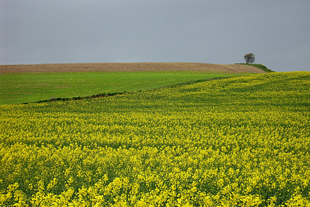 yellow flower field thumbnail