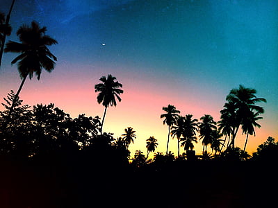 view of coconut trees thumbnail