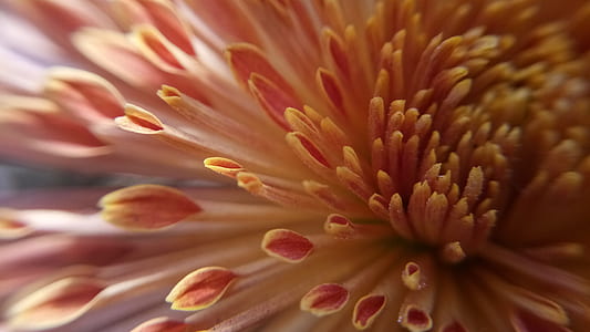 closeup photo of pink petaled flower thumbnail