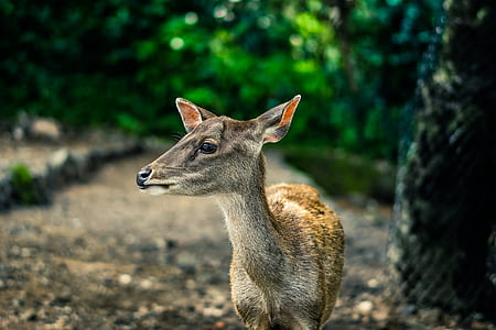 shallow focus photography of deer thumbnail