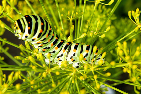 Caterpillar, Butterfly Caterpillar thumbnail