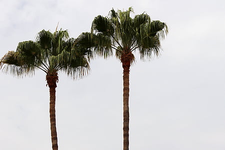 photo of two green leafed trees under cloudy sky thumbnail