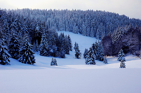 snow covered field and pine trees under white sky during daytime thumbnail